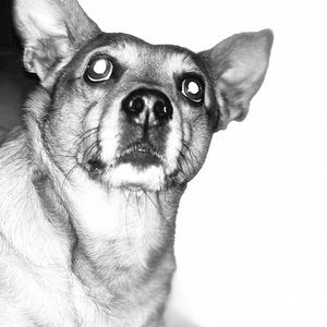 Meet your Posher, Patrick